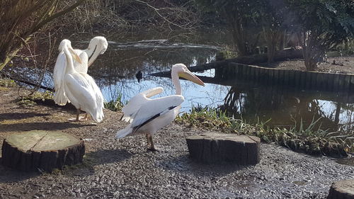 Swan on lake