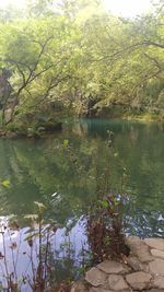 Scenic view of lake in forest