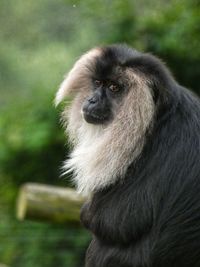 Close-up of monkey looking away