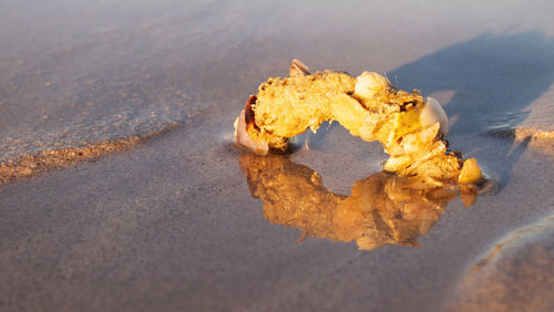 Close-up of crab on beach