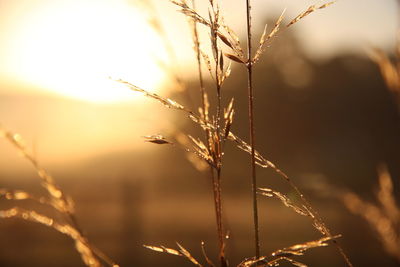 Sunrise in rural kent, uk