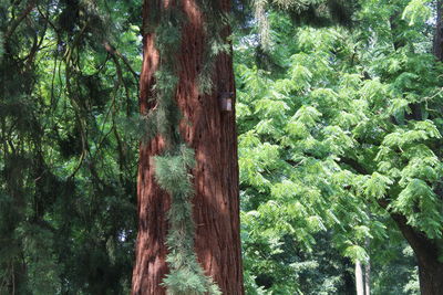 Low angle view of trees in forest