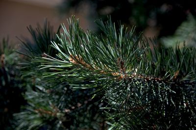 Close-up of pine tree