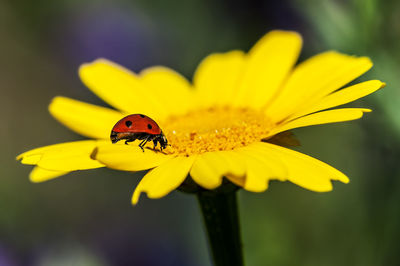 Close-up of butterfly pollinating yellow flower