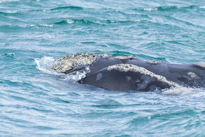 Close-up of swimming in sea