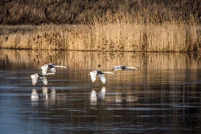 Side view of birds in lake