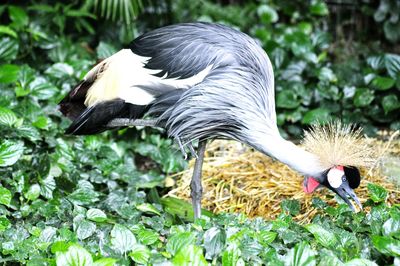 Close-up of bird against blurred background