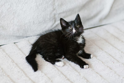 A black with white spots little cat is lying on the couch