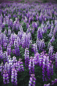 Close-up of purple flowering plants on field in iceland