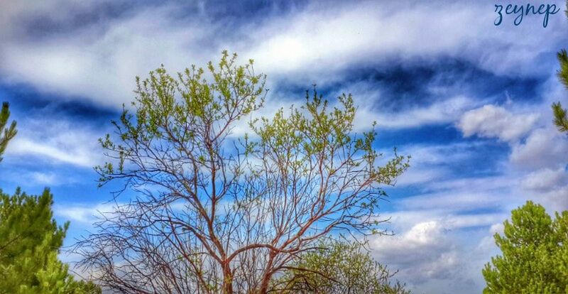 sky, tree, low angle view, cloud - sky, cloudy, growth, cloud, beauty in nature, nature, tranquility, green color, branch, scenics, tranquil scene, day, leaf, outdoors, no people, idyllic, blue