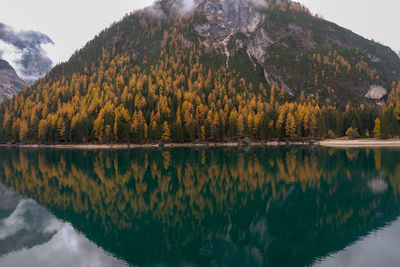 Scenic view of lake by trees in forest