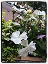 Close-up of white flowers