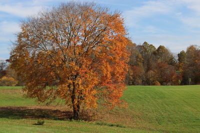 Trees on field against sky during autumn