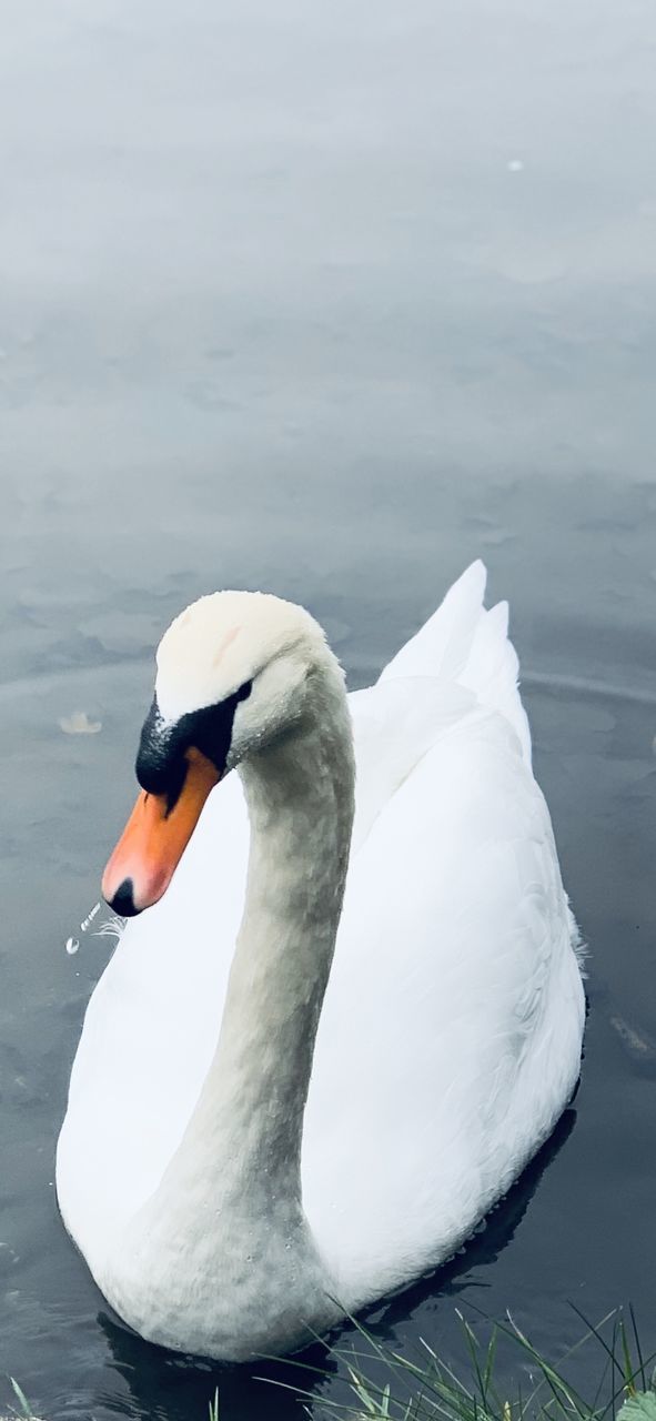 WHITE SWAN FLOATING ON LAKE