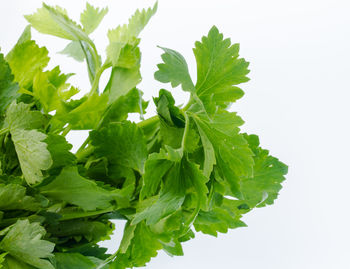 Close-up of green leaves against white background