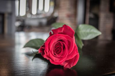Close-up of red rose on table