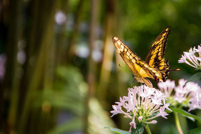 Close-up of butterfly on flower