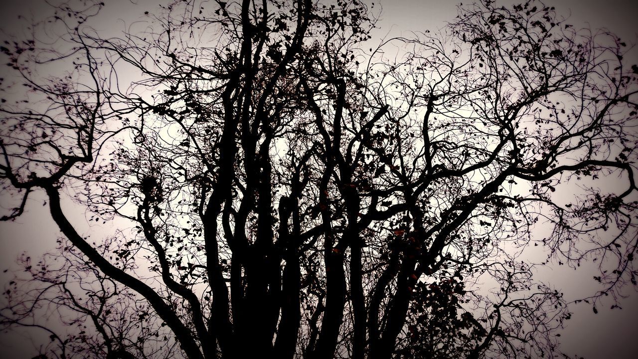 LOW ANGLE VIEW OF SILHOUETTE TREE AGAINST SKY