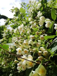 Close-up of white flowers blooming on tree