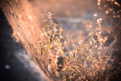 Close-up of flowering plants on field