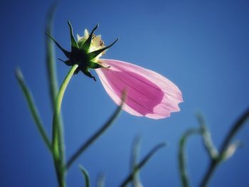 Close-up of flower against clear blue sky