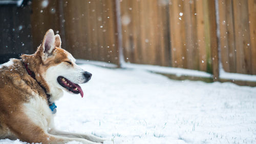 Dog yawning on snow