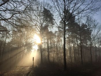 Sun shining through trees