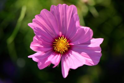 Close-up of fresh pink daisy flower
