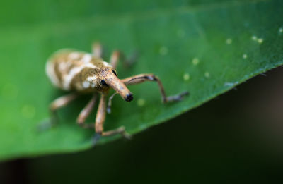 Close-up of insect on leaf