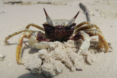 Close-up of dead crab