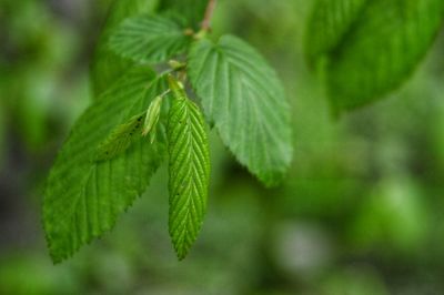 Close-up of green leaves