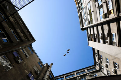 Low angle view of birds flying against clear sky