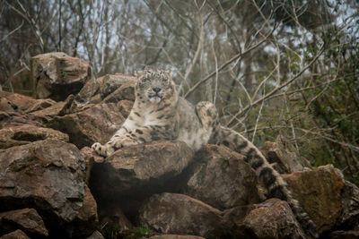 View of a cat on rock