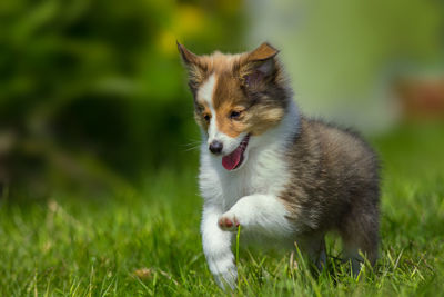 Shetland sheepdog puppy walking on grassy field during sunny day