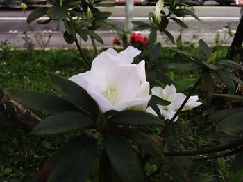 Close-up of flowers blooming outdoors