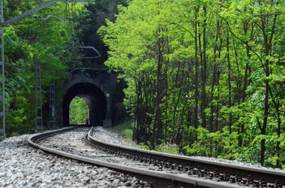 Railroad tracks amidst trees in forest