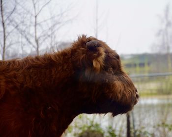 Close-up of horse