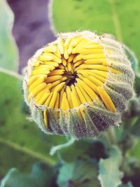 Close-up of yellow flower