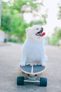 Dog looking away while sitting outdoors