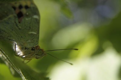 Close-up of insect on leaf