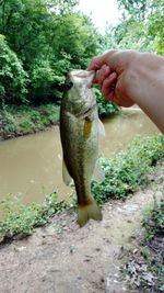 Close-up of hand holding fish in water