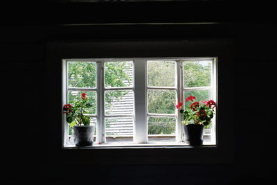 Potted plants on window sill of house