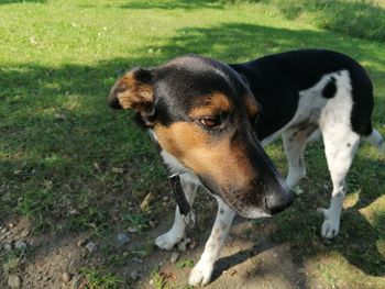 Dog standing on field