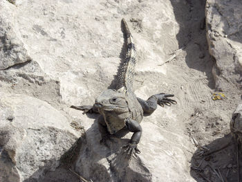 High angle view of iguana on rock