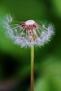 Close-up of dandelion on plant