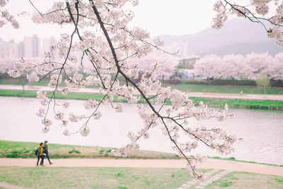 Scenic view of cherry blossom at park