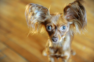 High angle portrait of dog standing on hardwood floor at home