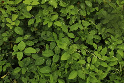 Full frame shot of leaves