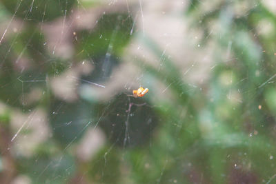 Close-up of insect on plant