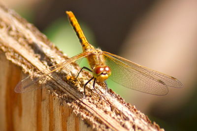 Orange eyes dragonfly 